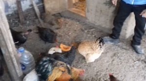 Даем курам тыкву