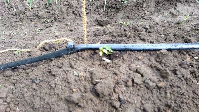 Выращивание хмеля. Часть 1. смотреть онлайн