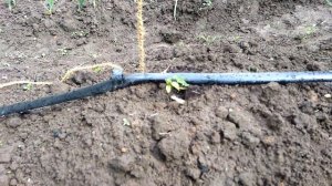 Выращивание хмеля. Часть 1.