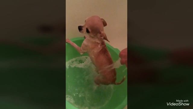 Как мыть собаку? смотреть онлайн