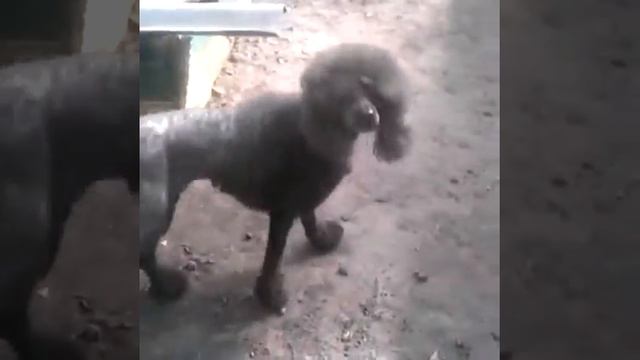 Груминг пуделя смотреть онлайн