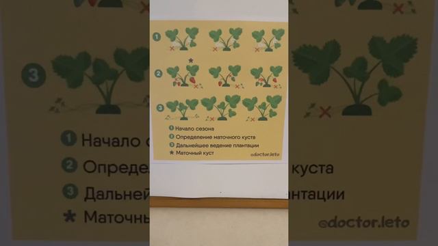 Клоновый отбор клубники и вариант ведения плантации первого года смотреть онлайн