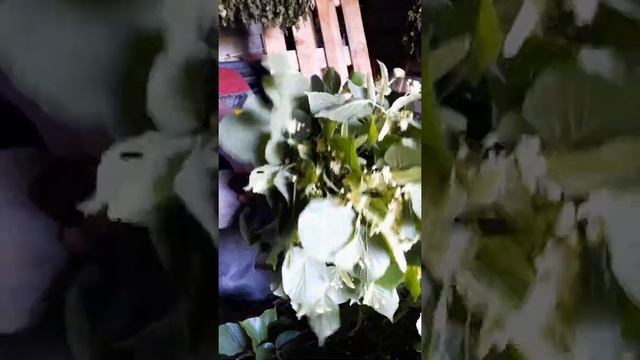 Вязание Липовых веников для бани(вязание) смотреть онлайн