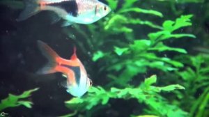 Расбора клинопятнистая - популярная мелкая рыбка