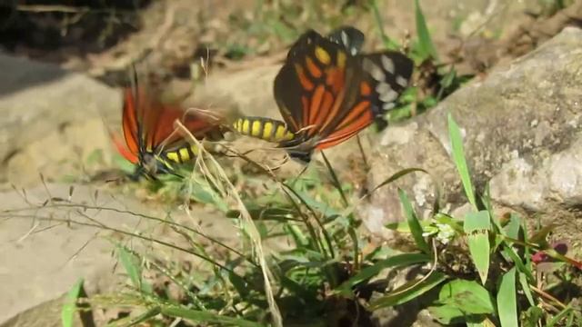 Butterfly Couple  On  Action !!!