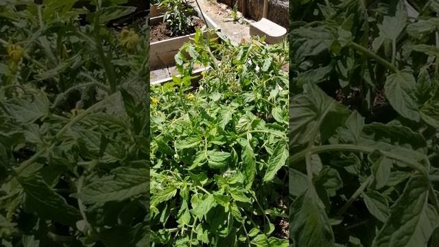 Мангольский карлик в Германии смотреть онлайн