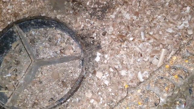 Иранские бойные голуби//Головатые//С голубями все в порядке//27 декабря 2022 год смотреть онлайн