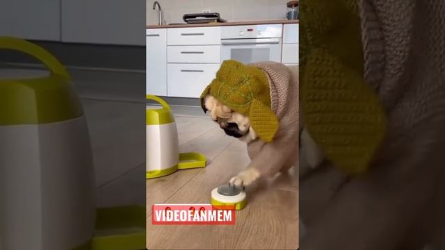 Когда научил собаку нажимать на кнопку! #shorts #интересное #собака #дрессировка Подпишись! смотреть онлайн