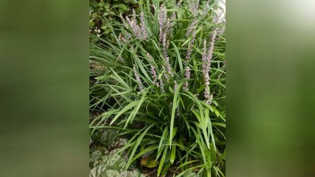 ЛИРИОПЕ (LIRIOPE) сем. Ландышивые смотреть онлайн
