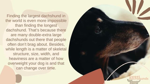 Who Is The Longest Wiener Dog In The World? смотреть онлайн