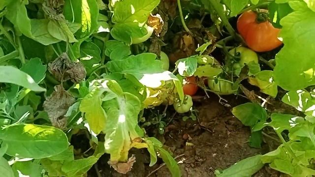 Томат Дар Заволжя| Ошибки при выращивании помидор| Нужно ли подвязывать томаты в открытом грунте?