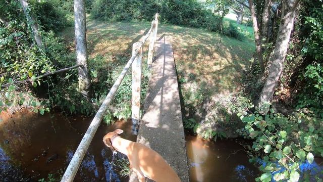 NEW FOREST WALK at COPYTHORNE & NEWBRIDGE (NEW FOREST NATIONAL PARK) [4K] смотреть онлайн