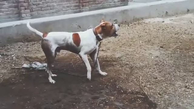 Pakistani Bully kutta | Pakistani Mastiff смотреть онлайн