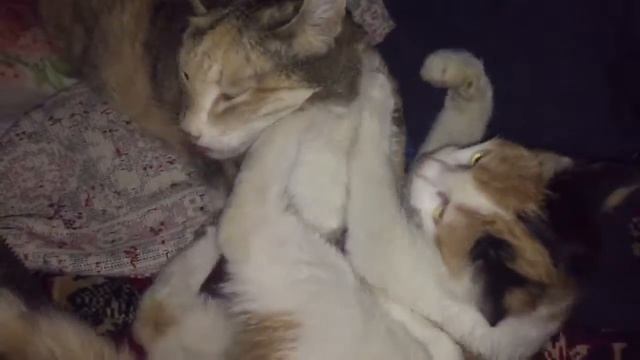Кошки в доме спят на печи! смотреть онлайн