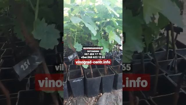 кишмиши Аватар, Арарат, Рататуй, Столетие,Лучистый, Володар и ещё около 100 вкусных сортов виноград смотреть онлайн