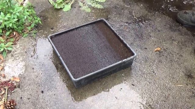 chaine tv de Jardinage: tagetes lulu signata (oeillet): Comment faire un Semis: Plante annuelle смотреть онлайн