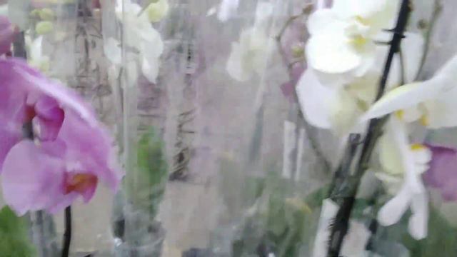 Мир цветов. Приглашаю прогуляться 😊 смотреть онлайн