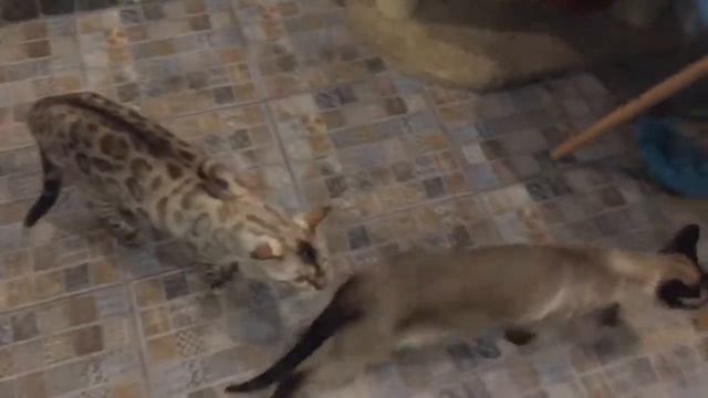 Кафе котомания смотреть онлайн