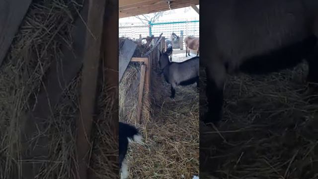 Козы в Курской деревне. 22.01.22 г. смотреть онлайн