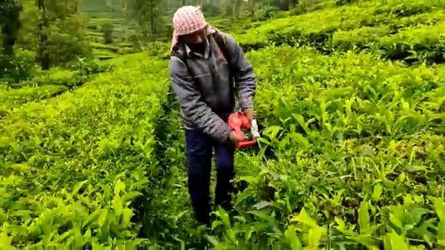 Battery hedge trimmer смотреть онлайн