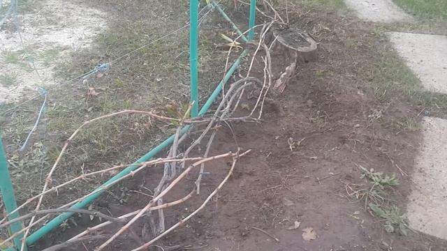 Полив винограда в зиму смотреть онлайн