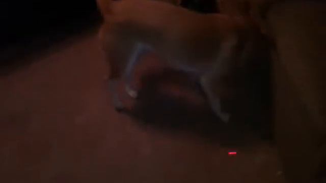 Wolfy dogs chase the lazer!!! смотреть онлайн