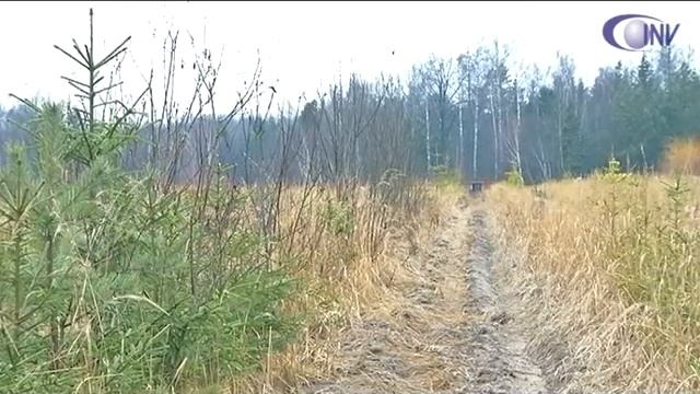 Откуда в Калугу привозят елки смотреть онлайн