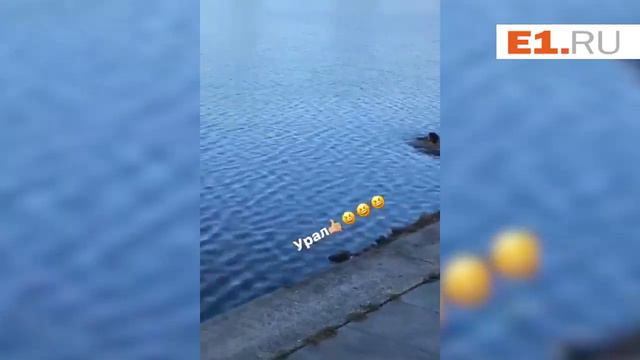 Открыли купальный сезон на Плотинке смотреть онлайн