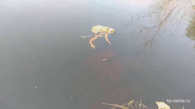 Размножение лягушек смотреть онлайн