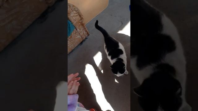 Кормим беременную кошку? смотреть онлайн