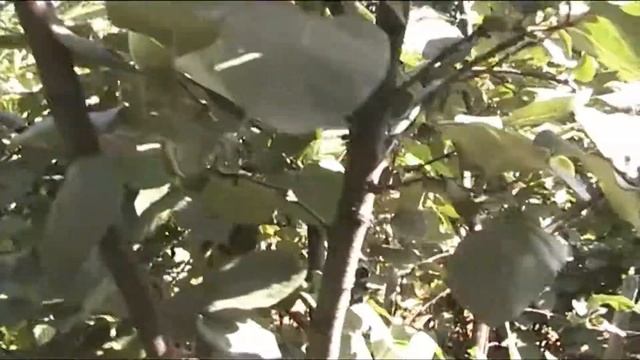 айва крупноплодная чем лечить усыхание ветвей смотреть онлайн