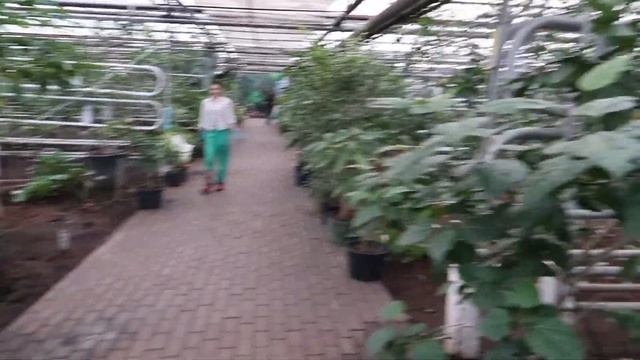 Уфимский ЛИМОНАРИЙ. смотреть онлайн