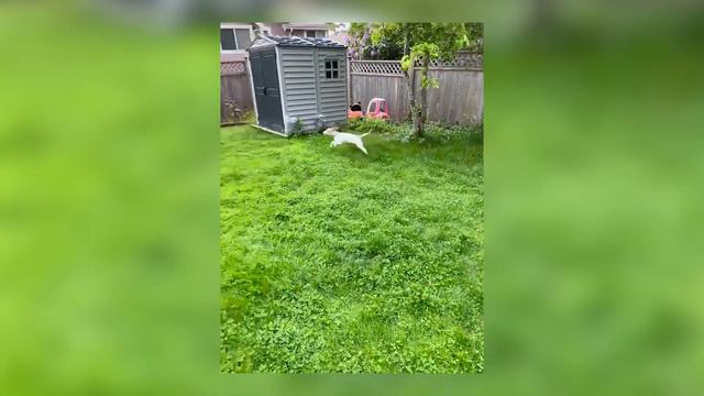 Can You Use AirTag for Cats and Dogs? Is It Safe? Apple Airtag for Pets Review & Alternatives смотреть онлайн