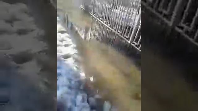 Лужа в Новосибирске смотреть онлайн