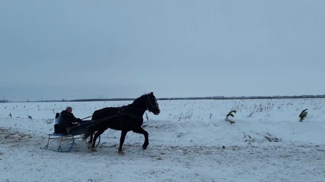 Праздник "Зимние забавы", конные бега 3.02.2018 смотреть онлайн