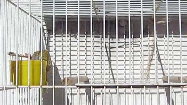 sicalis mutados смотреть онлайн