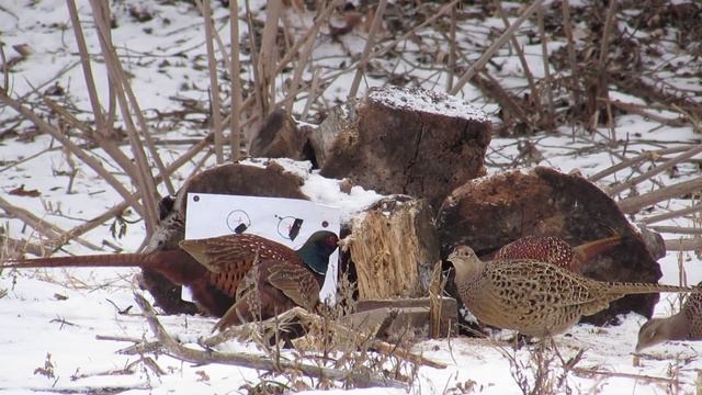 Подкормка Фазанов зимой смотреть онлайн
