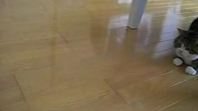 кот и коробка смотреть онлайн