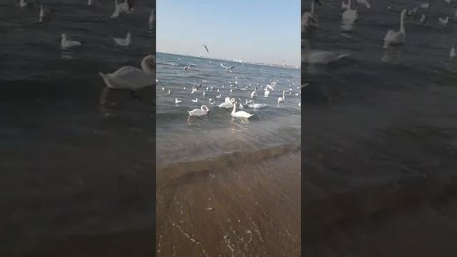 Лебеди каждый год зимуют на море смотреть онлайн