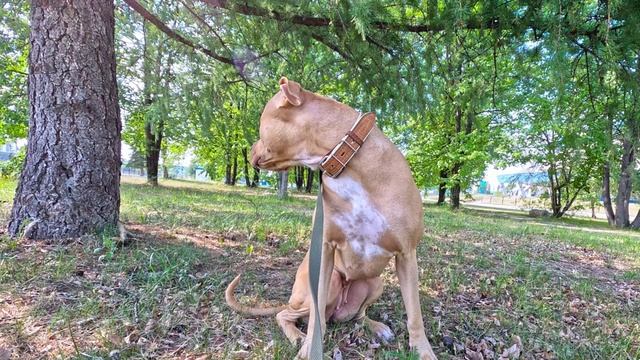 Утренний Выход Веги Питбуль - Лишны ?⭐️? смотреть онлайн