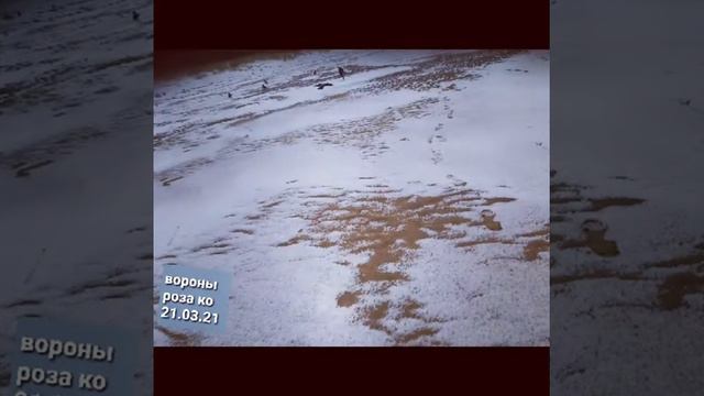 Море в вецаки под Ригой 21марта 2021 г. смотреть онлайн