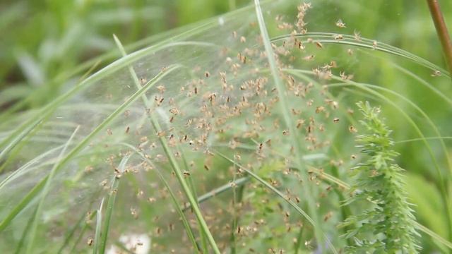 Гнездо паука