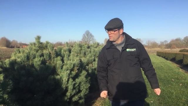 Pinus, a versatile tree | Tree vlog #2 смотреть онлайн