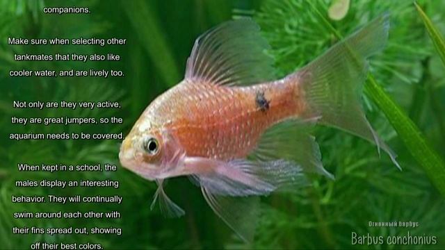 Barbus Conchonius (Rosy Barb, Огненный барбус)