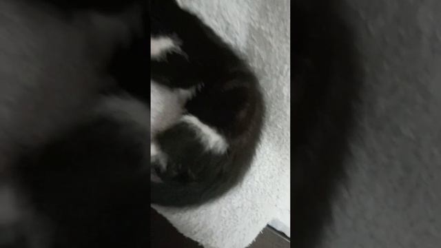 Котёнок 2-х месячный, ищет любящих родителей 💞 смотреть онлайн