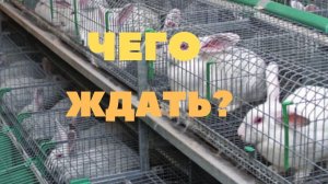 Новое в промышленном кролиководстве