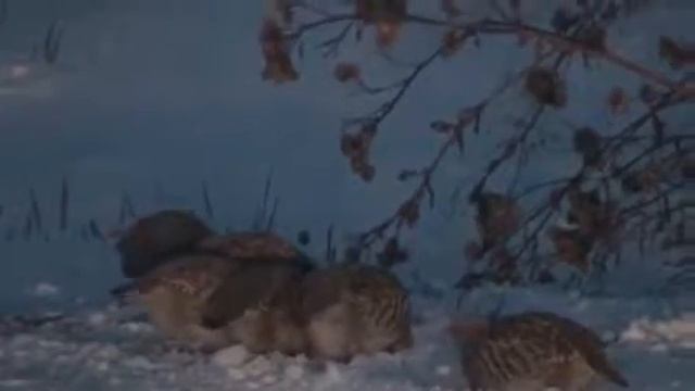 Куропатки на дороге.. смотреть онлайн