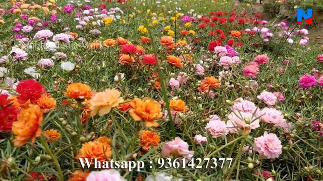 100 Colors For Sale -Portulaca, Cindrella, Purslane, Jumbo - Whatsapp: 9361427377 . | Pathumani Poo