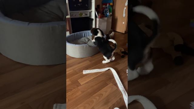 1,5 месяца щенок бигля🥰#конор Beagle puppy смотреть онлайн