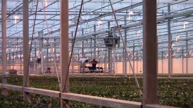 Inside Ter Laak Orchids смотреть онлайн